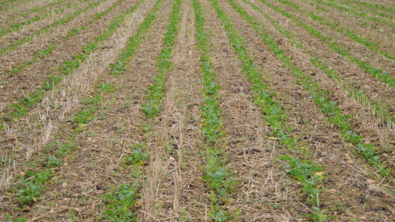 De nombreux paramètres rentrent en compte pour la réussite des cultures en Strip Till