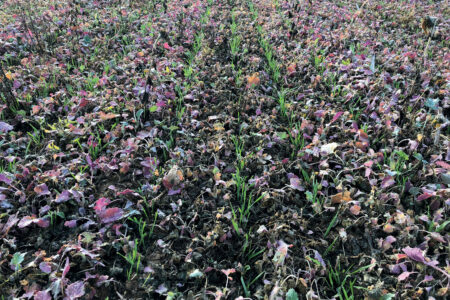 Deux espacements inter-rangs disponibles avec le semoir traîné pour semis direct ou agriculture de conservation AUROCK