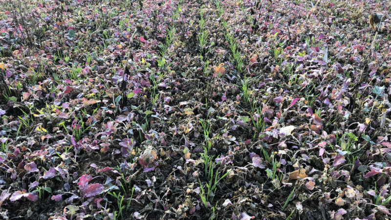 Semis d'un couvert végétal multi-espèces avec le semoir AUROCK et trémie SH