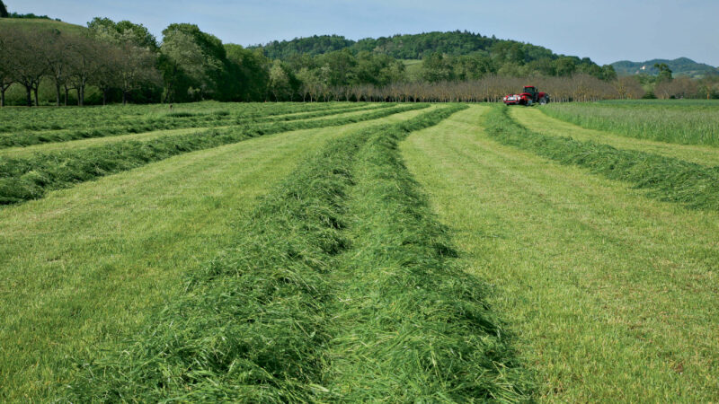 Doppelschwad des FC 3160 TCD RA für die Aufnahme durch die Pick-up eines Feldhäckslers