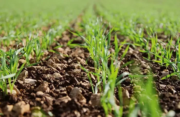 Getreide agrononomisch png