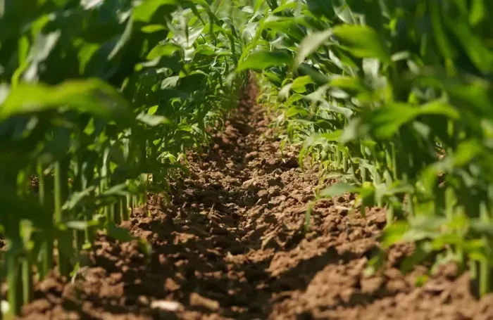 MECHANICAL WEEDING JPG