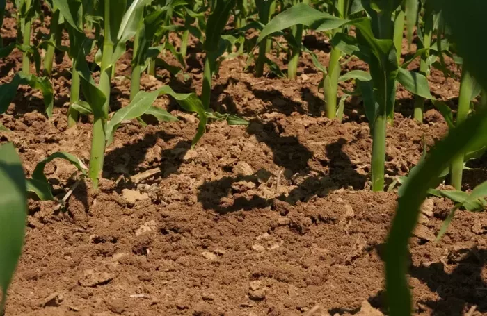 MECHANICAL WEEDING 2 JPG