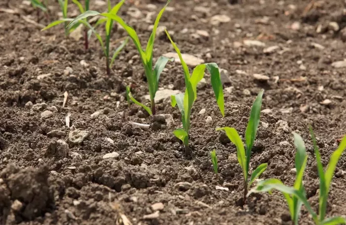 Agronomique mais levee 5 jpg